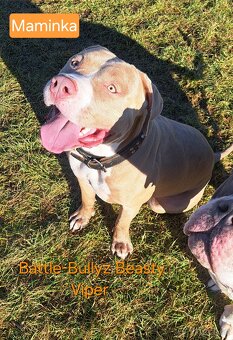 American Bully XL ŠTĚŇATA K ODBĚRU - 7