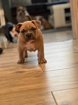 🐾 American Bully Pocket – štěňata na prodej 🐾 - 7