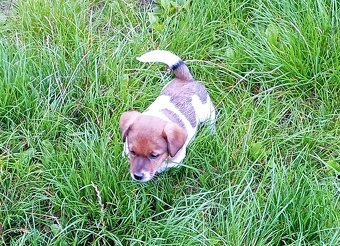 Jack russell terier krásná hnědobílá fenka na odběr - 7