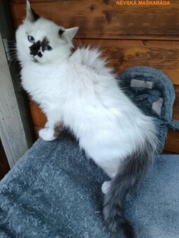 Sibiřská kočka bíločerná-dalmatin něvská maškaráda koťátka - 7