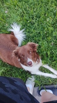 Border kolie štěně - 7