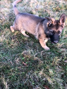 Stenata německého ovcaka - 7