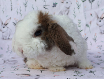 Zakrslý rex beránek maličký sameček - 7