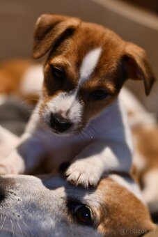 Jack Russell Terrier fena - 7