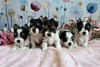 Biewer terrier fenka s PP - 7