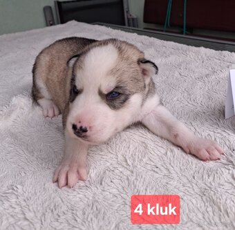 Sibiřský husky - štěňata - 7