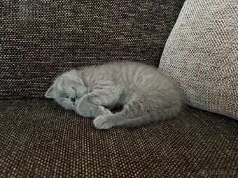 Naše první britská gaučácká koťátka 🐾💙 - 7