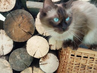 Ragdoll koťátko - 7