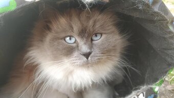 Ragdoll - 7