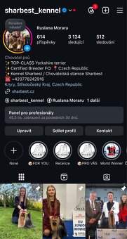 Jorkšírsky teriér s PP FCI, pejsek - 7
