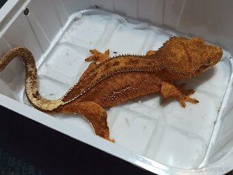 Pagekon řasnatý 1/3 - 7