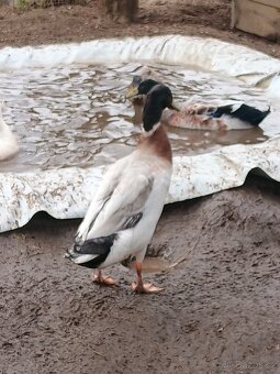 Prodám kačery ind.bežce - 7