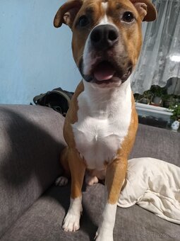 Nabízím krytí Amstaff s PP bez uchovnění - 7