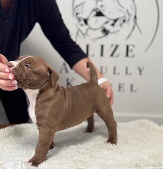 American Bully XL - 7