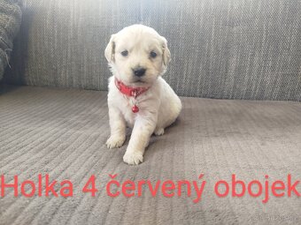 Zlatý retrívr / retriever - 7