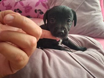 Stěně Pinč X Jack Russell - 7