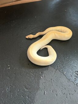 samice krajty královské, ivory banana special - 7