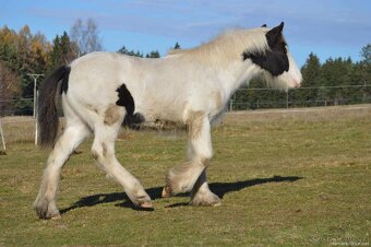 Hřebeček irský cob - 7