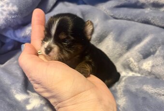 Jorkšírský teriér - 7