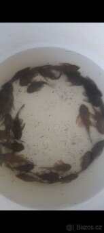 Prodám ancistruse l 144 lemon A obyč hnědé - 7