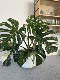 Monstera Thai pokojová květina - 7