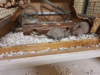 Osmak degu - 7