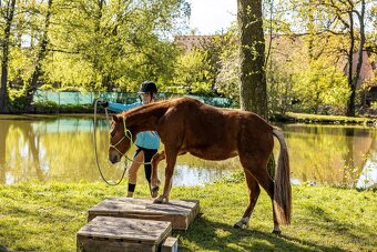 3 letá klisna pony x QH - 7