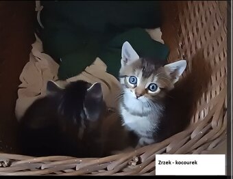 Daruji koťata, Kočka domácí-mourek, viz. foto - 7