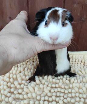 Morčata, morče, morčátka kluci i holky - 7