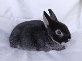 Zakrslí beránci a bílopesíkatí králíčci s rodokmenem - 7