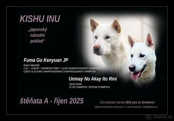 Kishu Inu štěňata s PP FCI - odběr na Vánoce - 7
