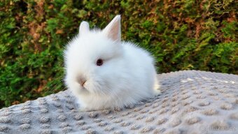Zakrslý králík, králíček - (TEDDY)- HERBERT A HEIDY - 7