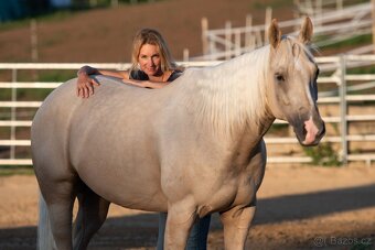 Nádherný PALOMINO 8mi letý valach AQHA - 7