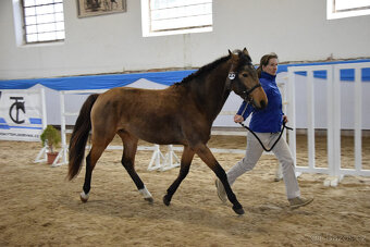 Připouštění hřebecem ČSP Český sportovní pony 141cm plavák - 7