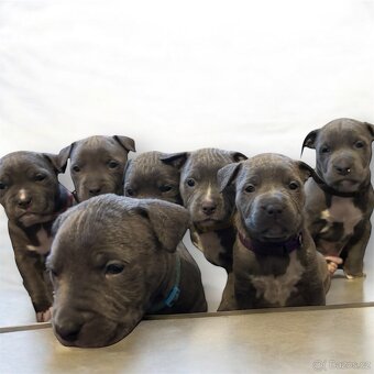 Americký stafordšírský teriér - 7