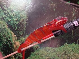 Chameleon pardáli - 7