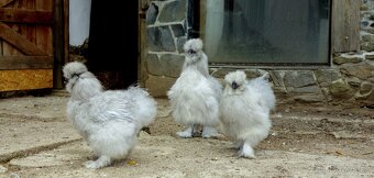 Hedvábnička velká vousatá - EU - 7