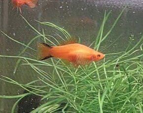 Mečovka Mex. Cometa a panceřníček C. Paleatus - 7