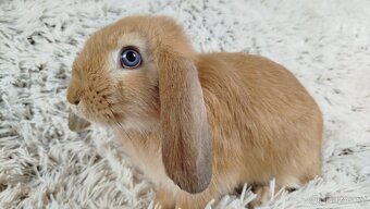Zakrslý beránek, králíček, králík - RIKI - 7