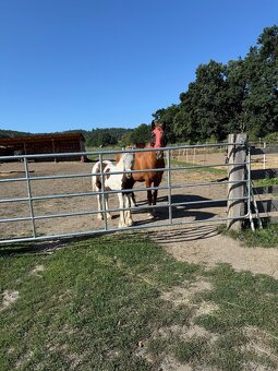 Hřebeček Irský cob - 7