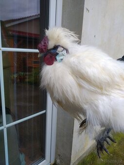 Kohouti Hedvábničky holokrčky a bílé velké vousaté - 7