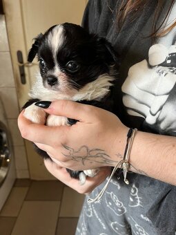 černobílá holčička s PP FCI - 7