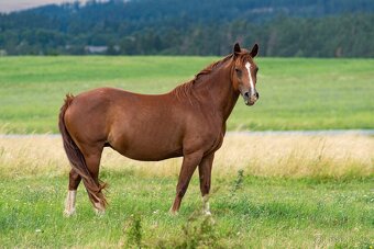 Welsh Cob klisna s PP - 7