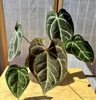 Anthurium Crystallinum Sametové srdce - 7