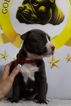 GLB TOKIO & CROWN BULLYS BARON American Bully - 7
