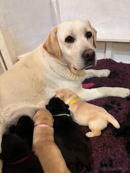 Labrador retriever - 7
