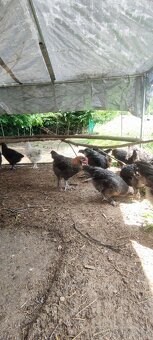 Marans modrá kohoutci - 7