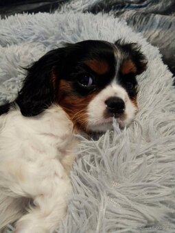 kavalír king charles španěl - 7