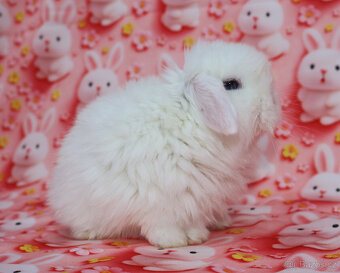 Zakrslí beránci NHD modrá očka . - 7