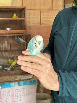 Andulky krotké a ochočené - 7